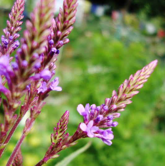 Blue Vervain plant